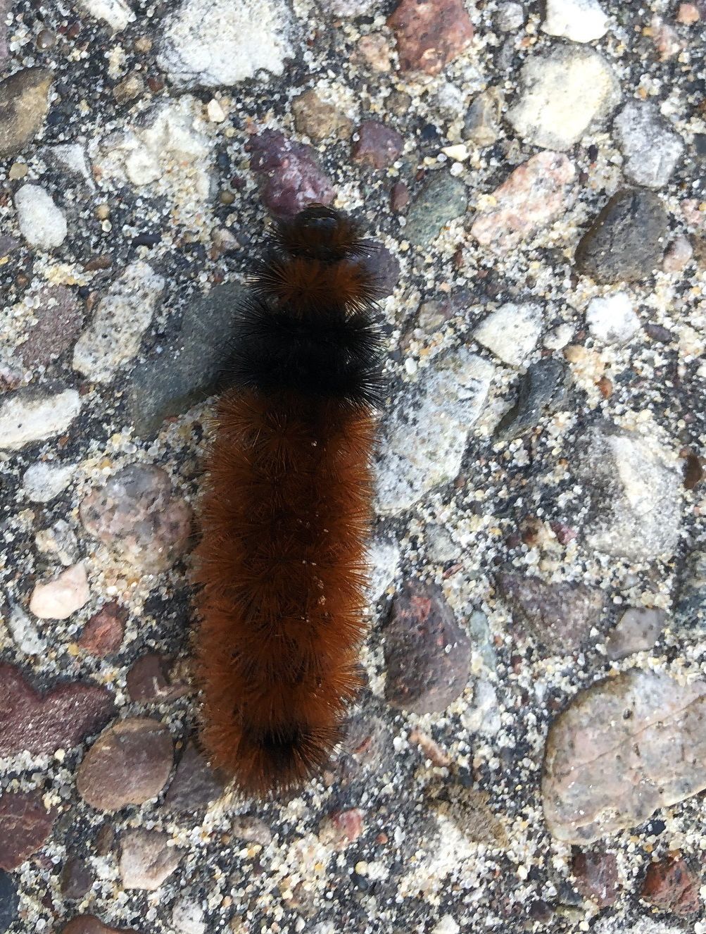 Wooly mild